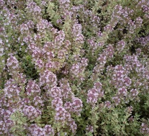 Thymus citriodorus 'Silver Queen'