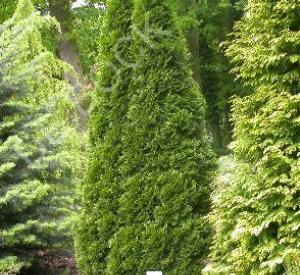 Thuja occidentalis 'Smaragd'