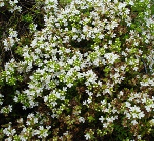 Thymus praecox 'Albiflorus'