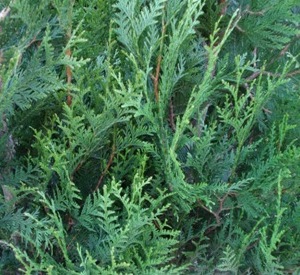 Thuja plicata 'Atrovirens'