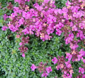 Thymus praecox 'Coccineus'