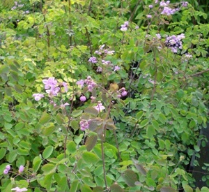 Thalictrum rochebrunianum