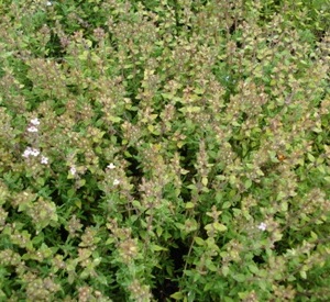 Thymus vulgaris 'Compactus'