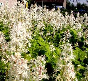 Tiarella cordifolia