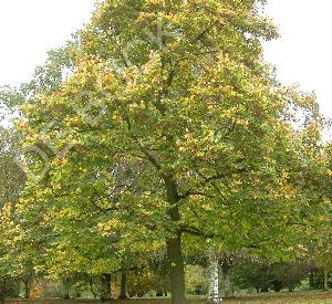 Tilia euchlora