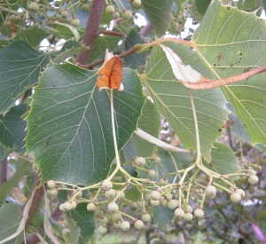 Tilia henryana