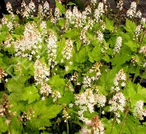 Tiarella wherryi