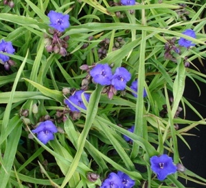 Tradescantia andersoniana 'Zwanenburg Blue' 