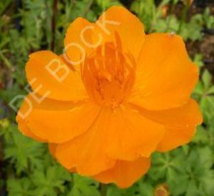 Trollius chinensis 'Golden Queen'