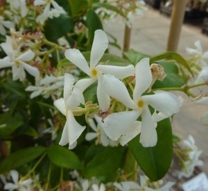 Trachelospermum jasminoides