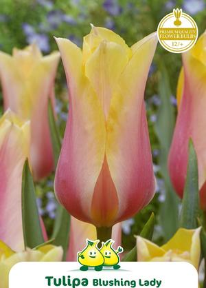 Tulipa 'Blushing Lady'
