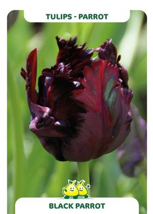 Tulipa 'Black Parrot'