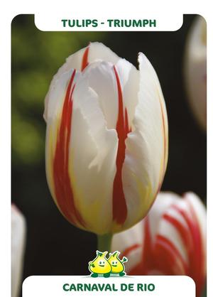 Tulipa 'Carnaval de Rio'