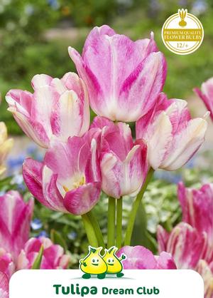 Tulipa 'Dream Club'
