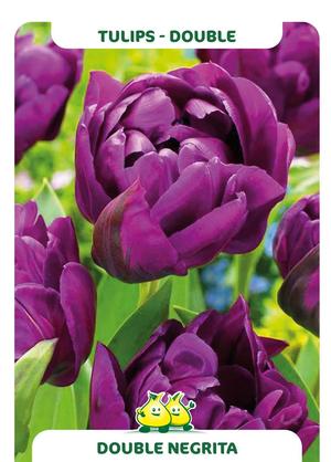 Tulipa 'Double Negrita'
