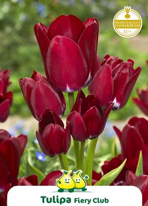 Tulipa 'Fiery Club'