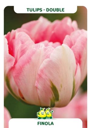 Tulipa 'Finola'