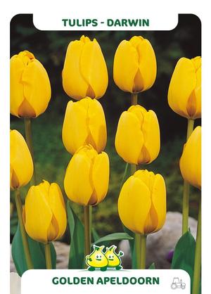 Tulipa 'Golden Apeldoorn'