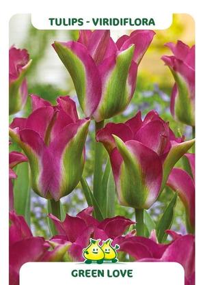 Tulipa 'Green Love'