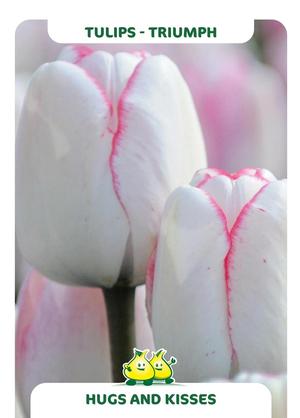 Tulipa 'Hugs and Kisses'