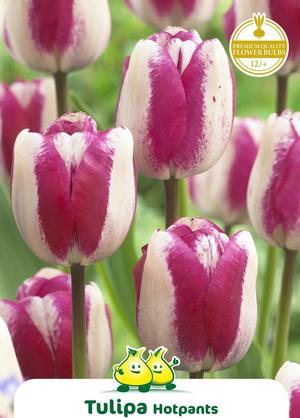 Tulipa 'Hot Pants'