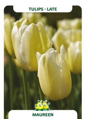 Tulipa 'Maureen'