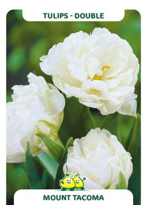 Tulipa 'Mount Tacoma'