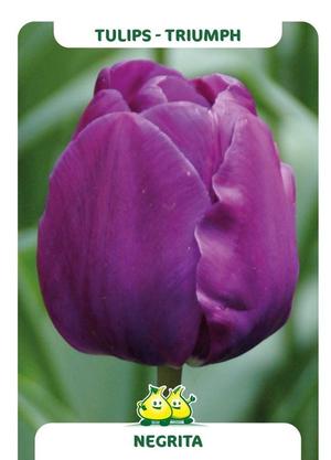 Tulipa 'Negrita'