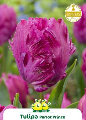 Tulipa 'Parrot Prince'
