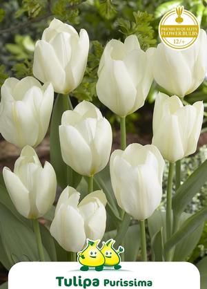 Tulipa 'Purissima'