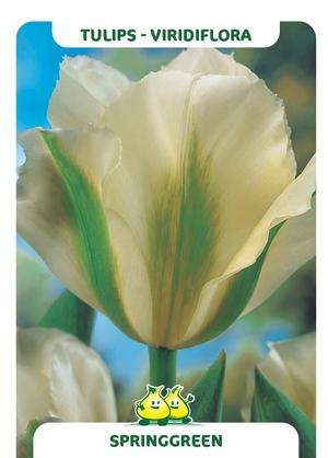 Tulipa 'Spring Green'