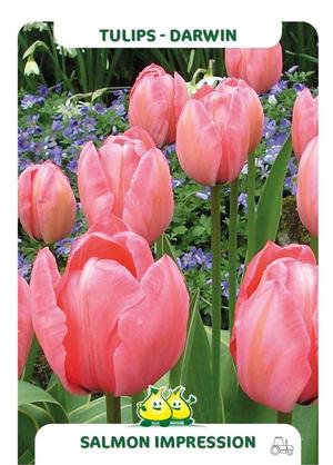 Tulipa 'Salmon Impression'
