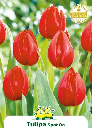 Tulipa 'Spot On'