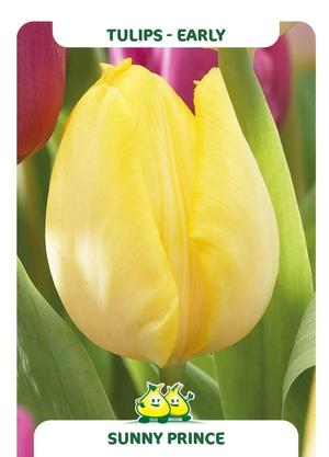 Tulipa 'Sunny Prince'