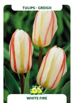 Tulipa 'White Fire'