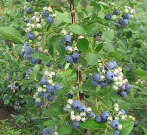 Vaccinium corymbosum 'Berkeley'