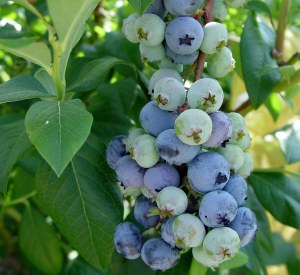 Vaccinium corymbosum 'Jersey'