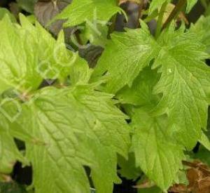 Valeriana officinalis