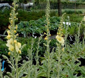 Verbascum 'Gainsborough'