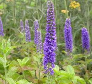 Veronica 'Sunny Border Blue'