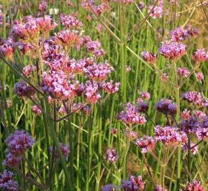 Verbena bonariensis