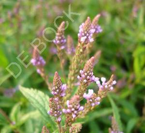 Verbena hastata