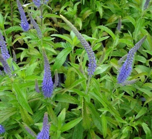 Veronica longifolia 'Blauriesin'