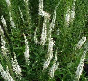 Veronica longifolia 'Schneeriesin'