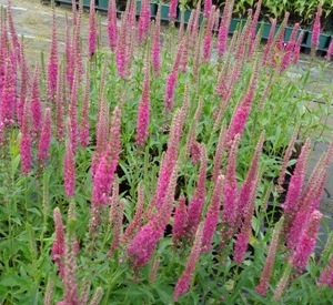 Veronica spicata 'Rotfuchs'