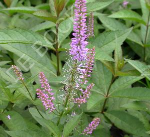 Veronicastrum virginicum 'Fascination'