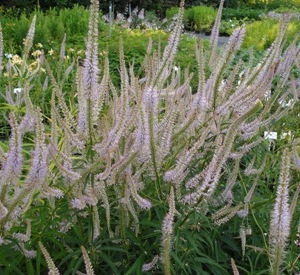 Veronicastrum virginicum 'Lavendelturm'