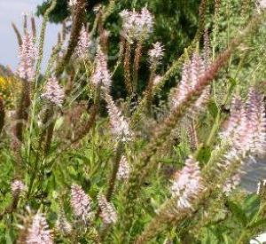 Veronicastrum virginicum 'Pink Glow'