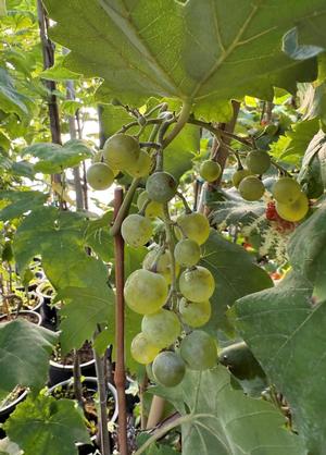 Vitis 'Bianca'