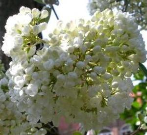 Viburnum 'Eskimo'